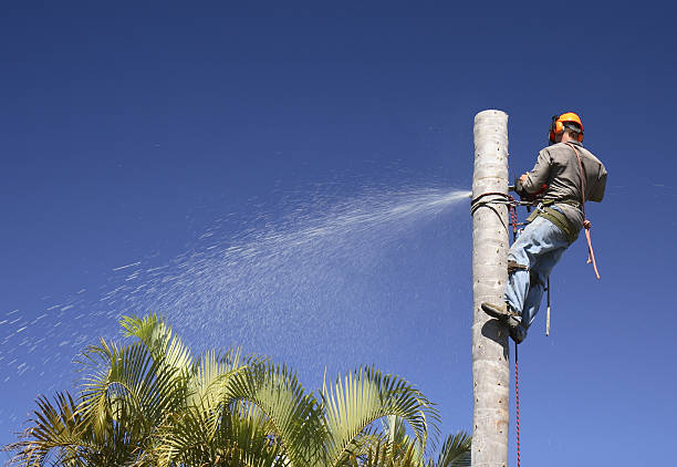 Best Lawn Pest Prevention  in Dover Plains, NY