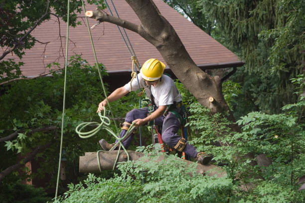 Reliable Dover Plains, NY Tree Care Solutions